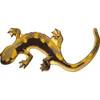 100 Francs Fire salamander