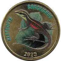2 Pounds - Kentropyx Borckianus - Guyana Kentropyx