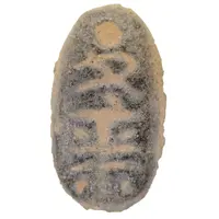 Ant-nose Money Ge Liu Zhu