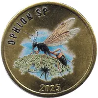 2 Pounds - Ophion sp - Ichneumonid wasps