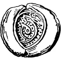 12 1/2 Centesimae Incuse series: serpent