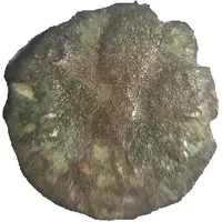 Æ Half-Nummus - Constantius II FEL TEMP REPARATIO, fallen horseman, Barbarous imitation