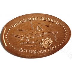 Blijdorp Zoo - Shark