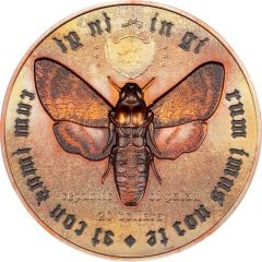 20 Dollars Moth