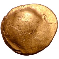 Stater Muschel Type
