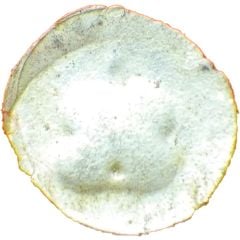 1/2 Ratti Thaton/Mi-Chen