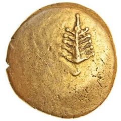 Stater Tribal Tree type