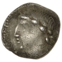 Silver Unit - Tincomarus Tincomarus Bull Left