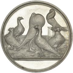 Award Pigeons, J. Carter