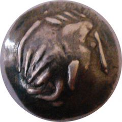 Drachm Sattelkopfpferd type