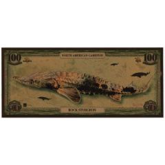 Rock Sturgeon