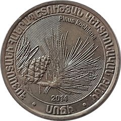 200 Dram Pinus Kochiana