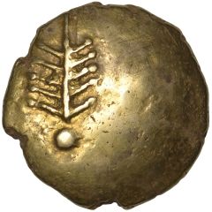 Gold Stater - Corio Corio Tree