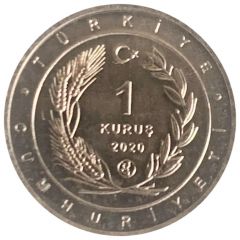 1 Kuruş Stone-Curlew
