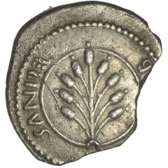 Silver Unit - Cunobelin Cunobelinus Plant