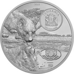 1500 Shillings Lions Growing Up