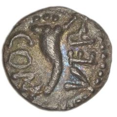Silver Minim - Verica Verica Horn of Plenty