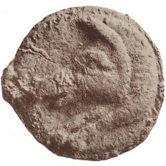 1 As Boar
